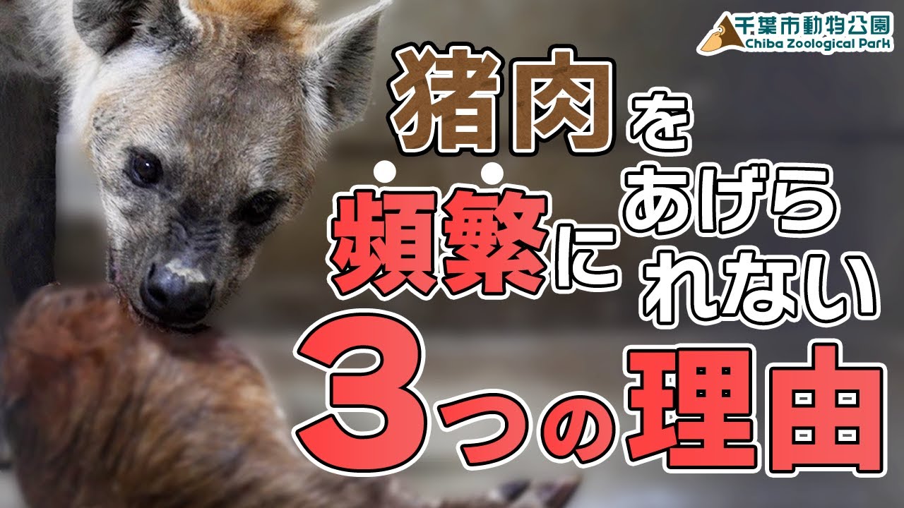 【屠体給餌】ブチハイエナにイノシシ肉を与える取り組みとその課題【千葉市動物公園・公式】