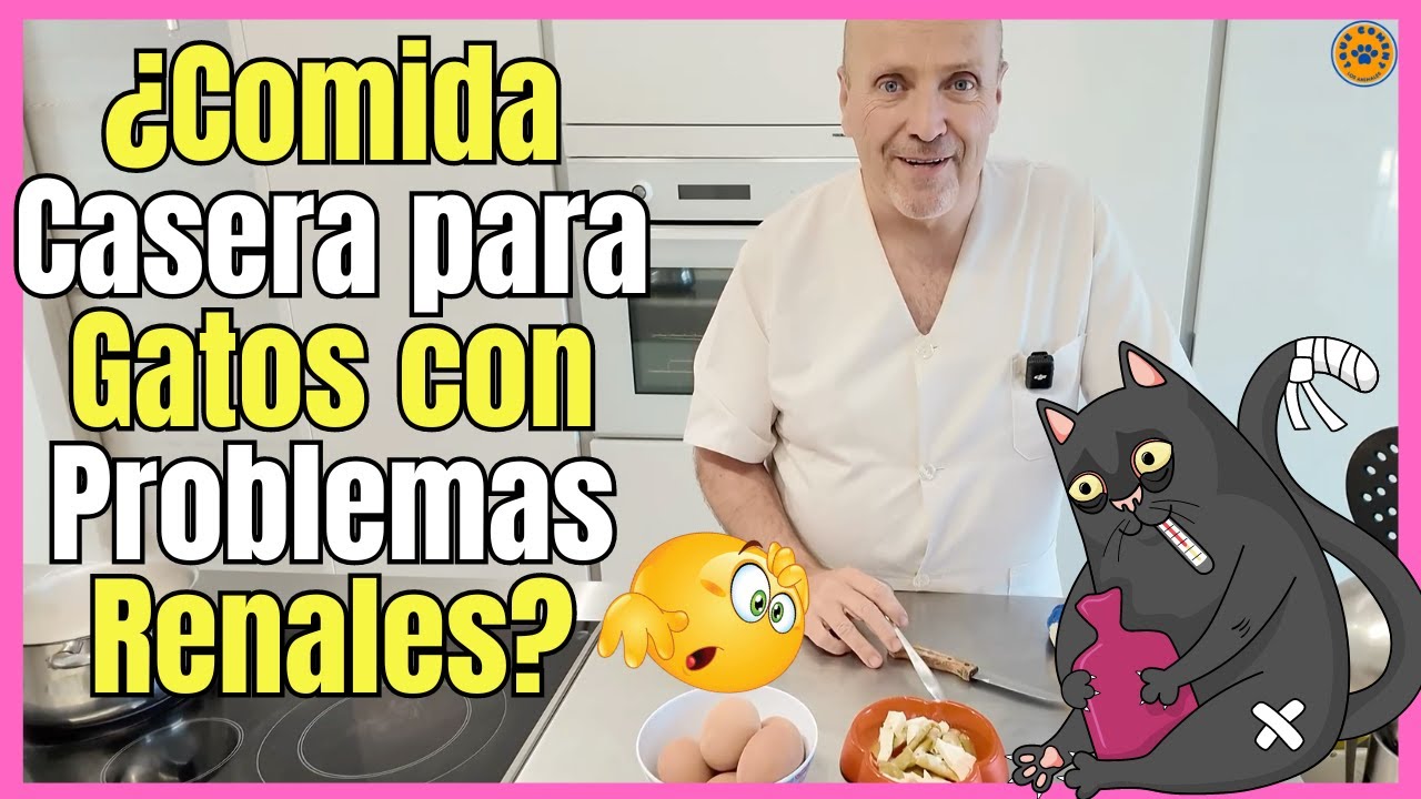 🔴 COMIDA CASERA PARA GATOS CON PROBLEMAS RENALES (INSUFICIENCIA RENAL) 🔴