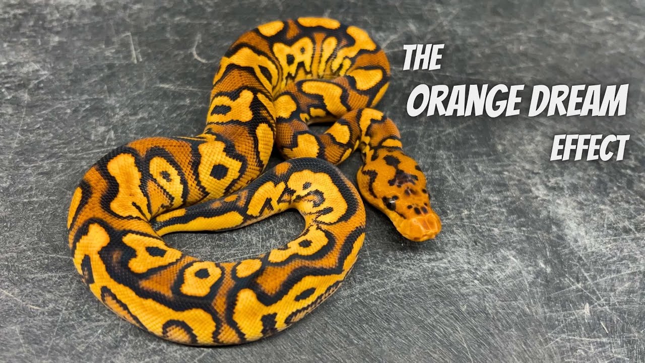 Cracking the Code at a NEW Super Orange Dream Clown Combo