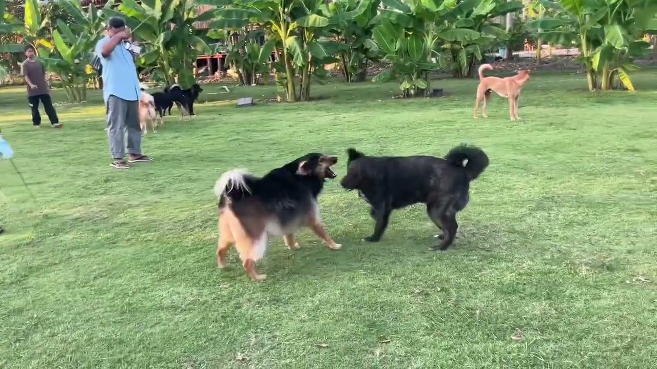 They were so happy when they ran around together🐕🐕