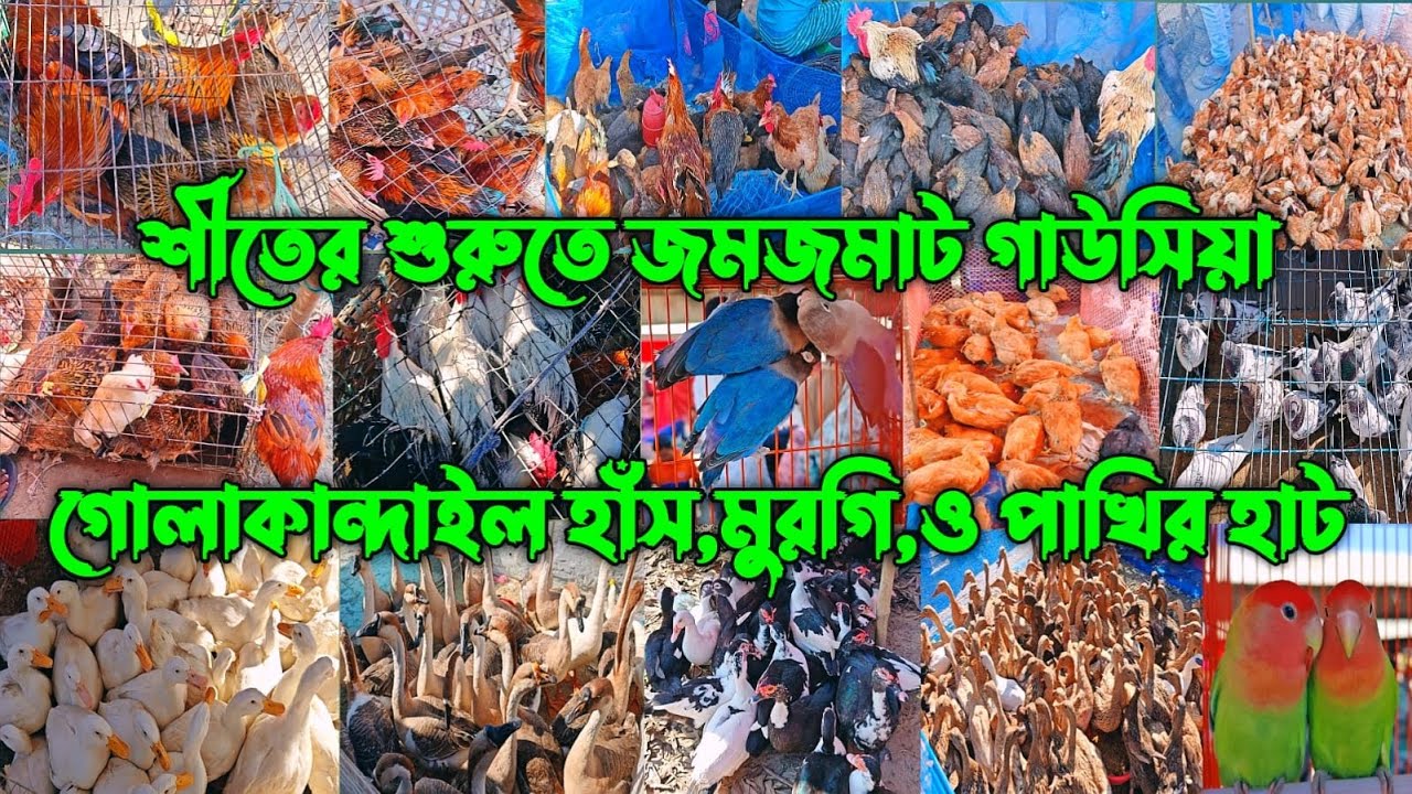২৭-১১-২০২৫ শীতের শুরুতে জমে উঠেছে গাউসিয়া গোলাকান্দাইল হাঁস,মুরগি ও পাখির হাট