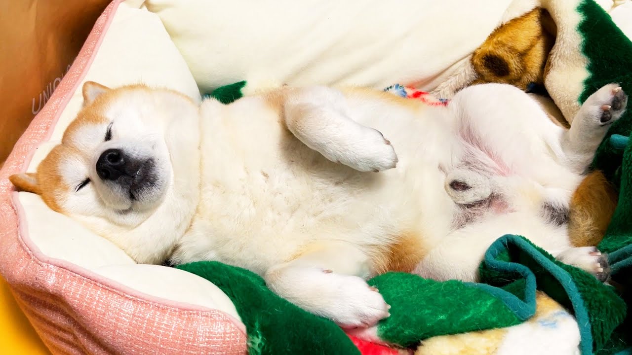 Shibe gets used to temporary home and goes back to sleep with a happy face before his morning walk.
