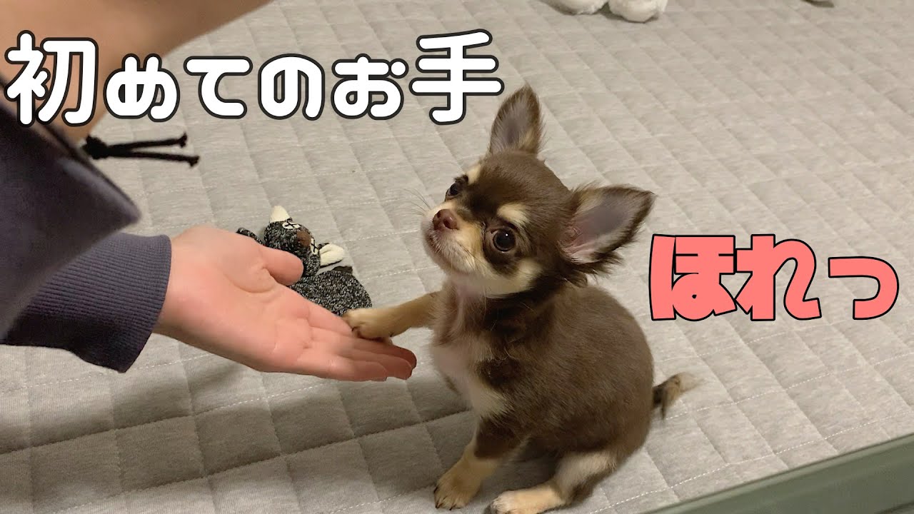 【チワワ】初めてのお手が可愛い過ぎて気絶しちゃう