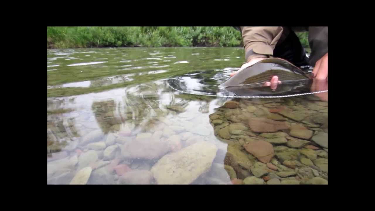 Fly Fishing Grayling, Finnmark Norway 2013.