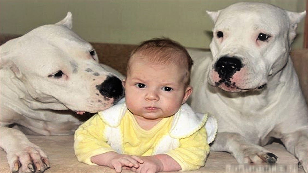 DOGO ARGENTINO DOG BABYSITTER | Dog loves Baby Videos