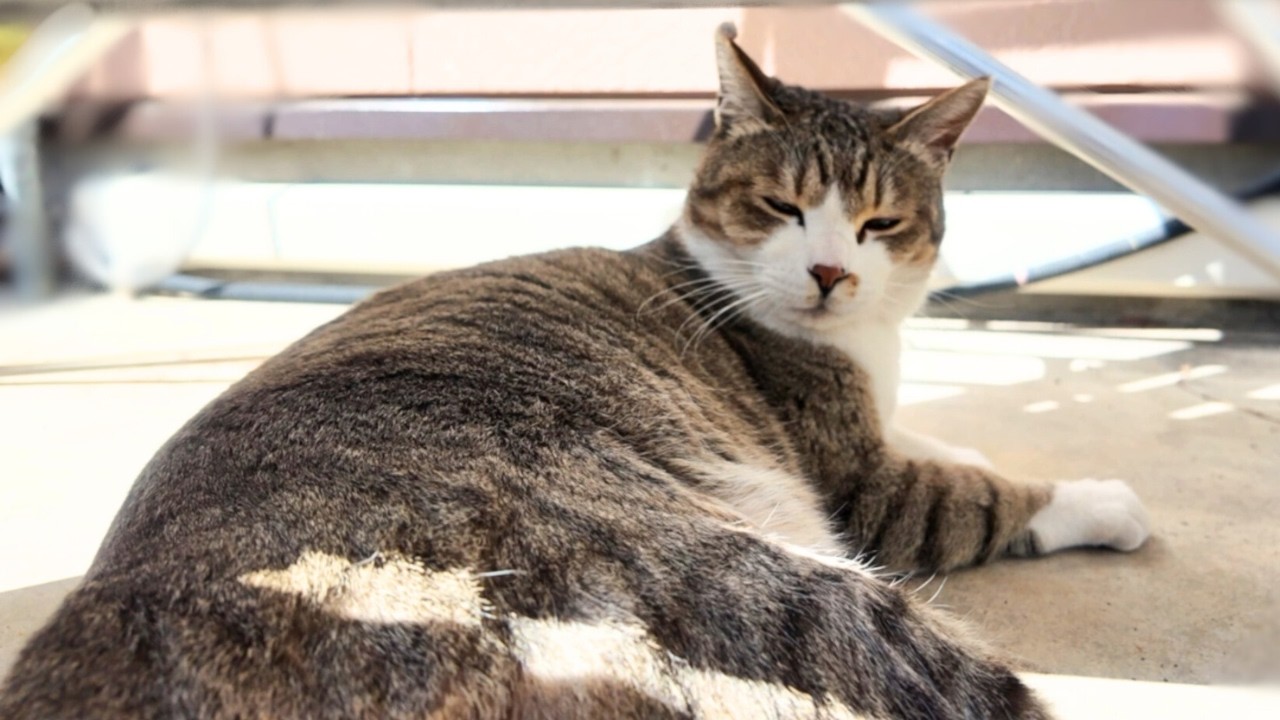 おしゃべり野良猫しまちゃん、おしゃべりが止まりません