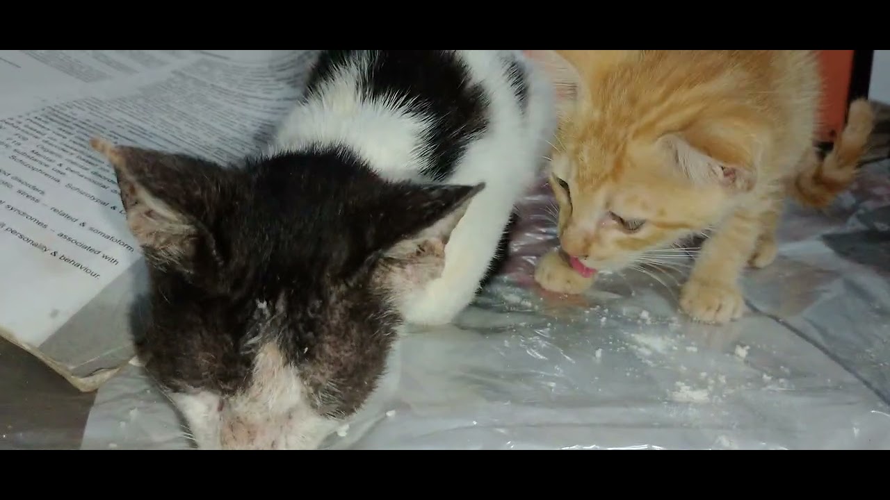  Rescued Cats 19 November 2025