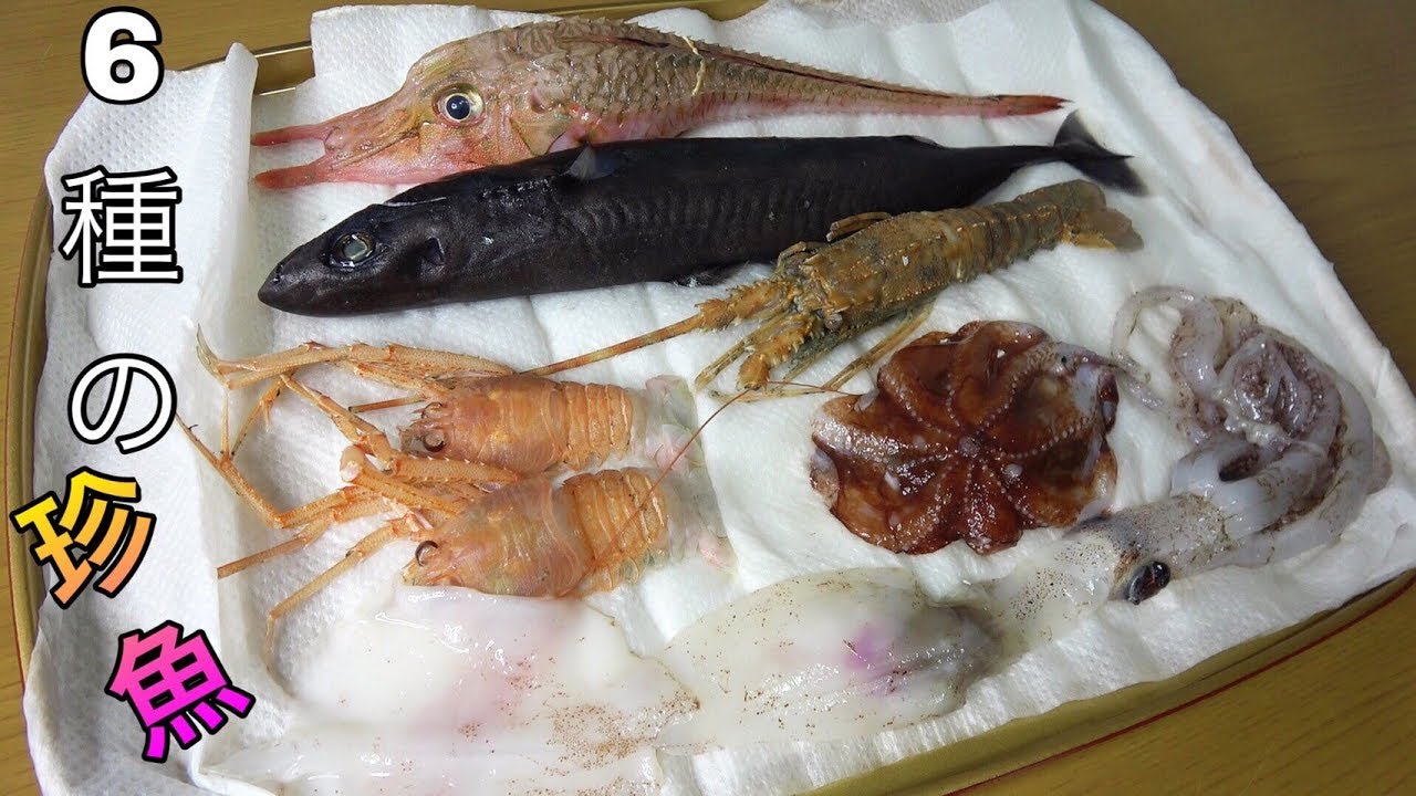 【メンダコ】６種類の深海生物を使って〇〇〇を作ってみた。【コビトザメ】