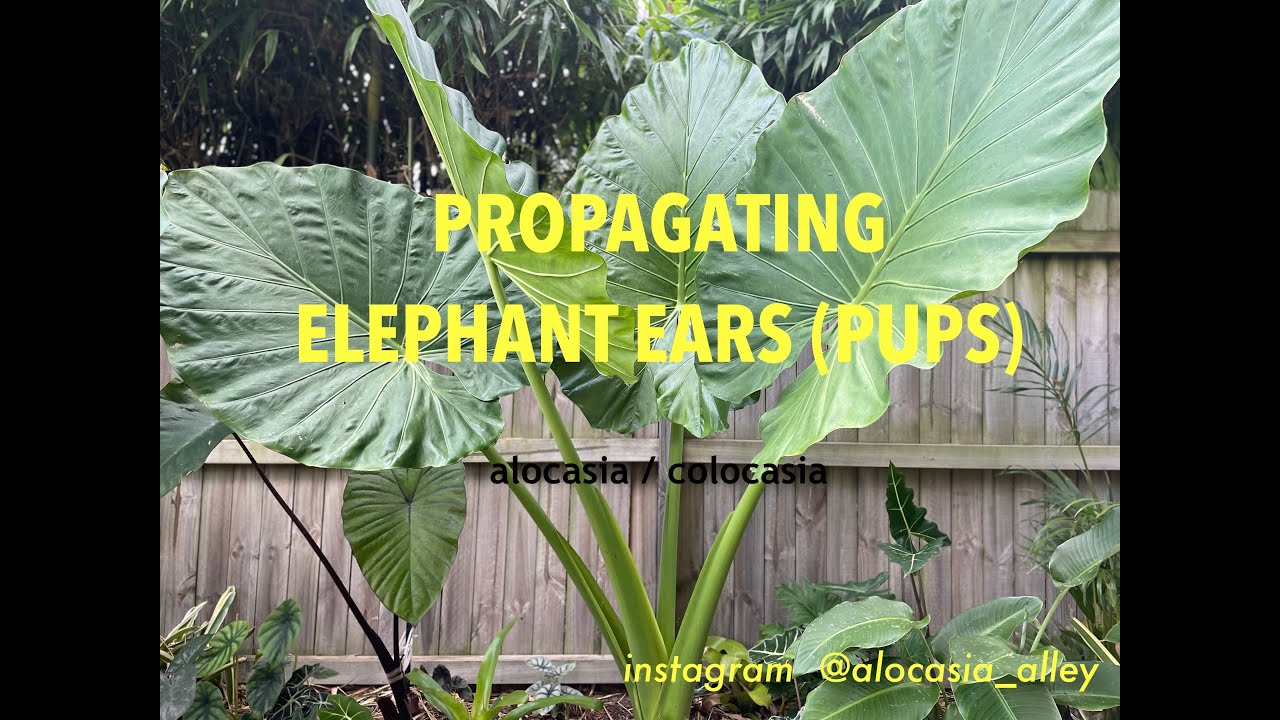 Propagating ELEPHANT EAR pups, Alocasia & Colocasia. follow instagram @alocasia_alley