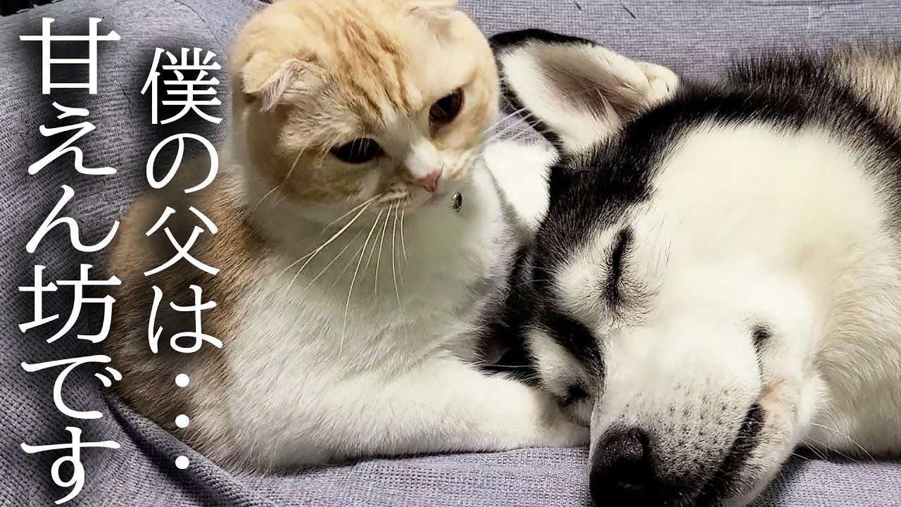 夜中にこっそり帰宅したら猫が１００倍大きい大型犬を寝かしつけてた...