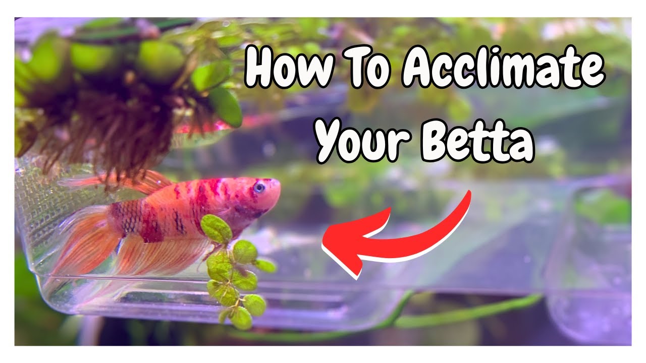 How to Acclimate Your Betta