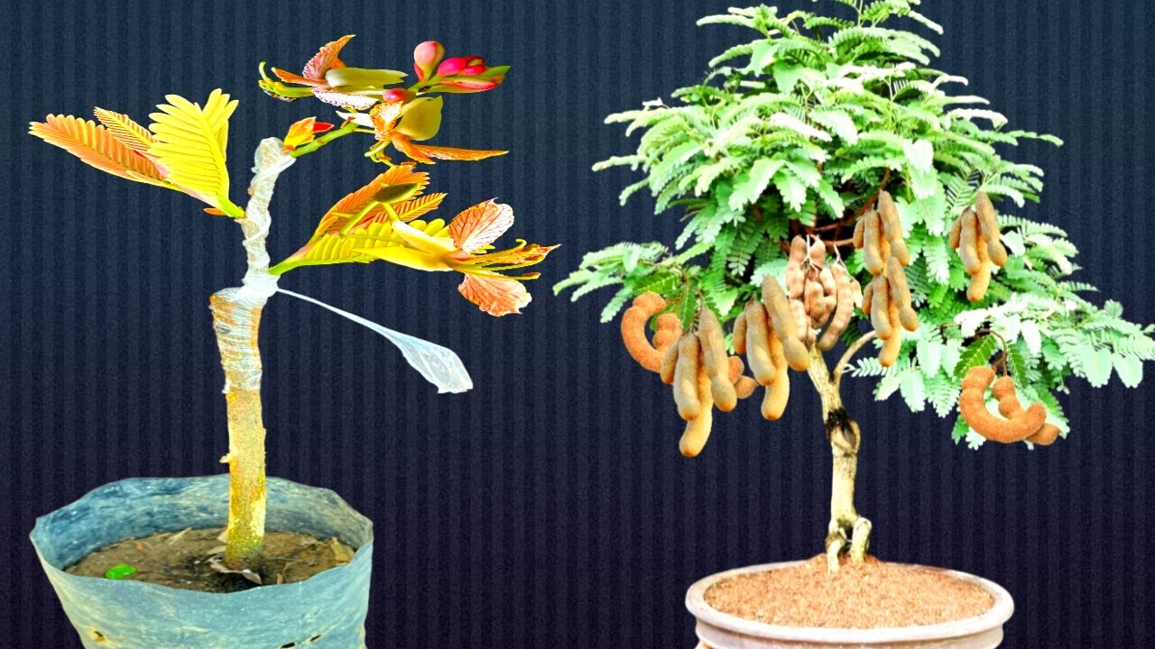 How To Graft A Tamarind Plant With 100%  Success Result