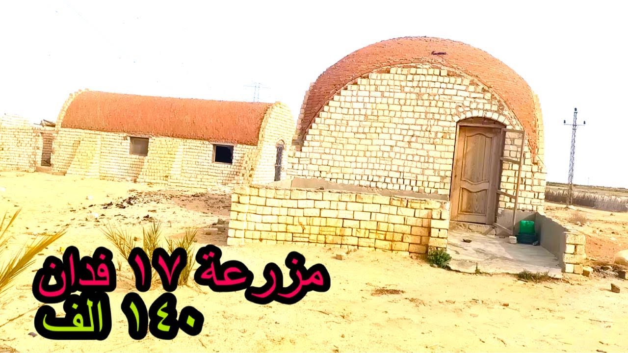17 فدان ببلاش في قلب وادي النطرون منتصف طريق مصر اسكندرية الصحراوي مدخل الكيلو 101