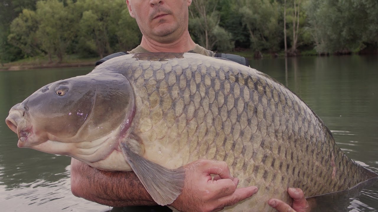 Mon record en carpe commune