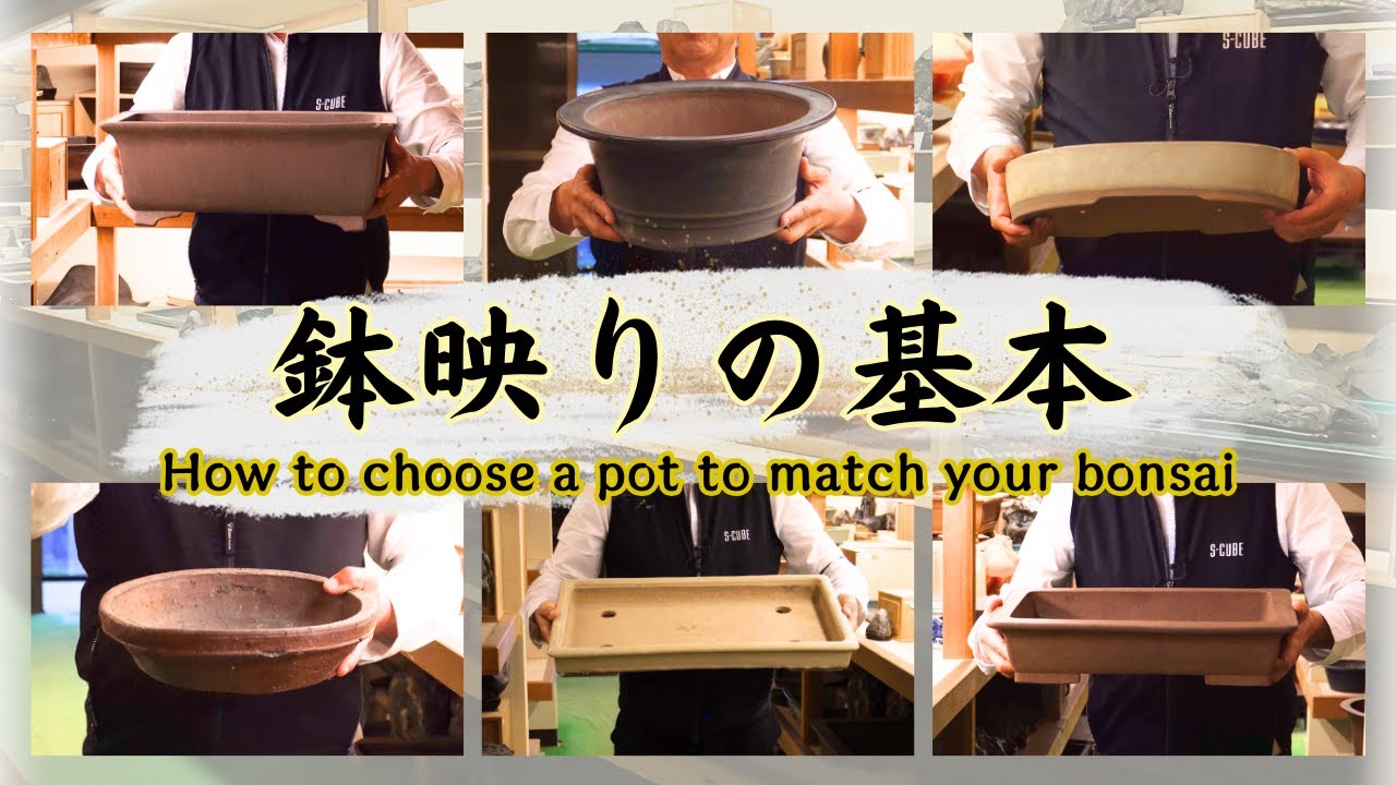 鉢映りの基本～それぞれの盆栽にそれぞれの衣装を～