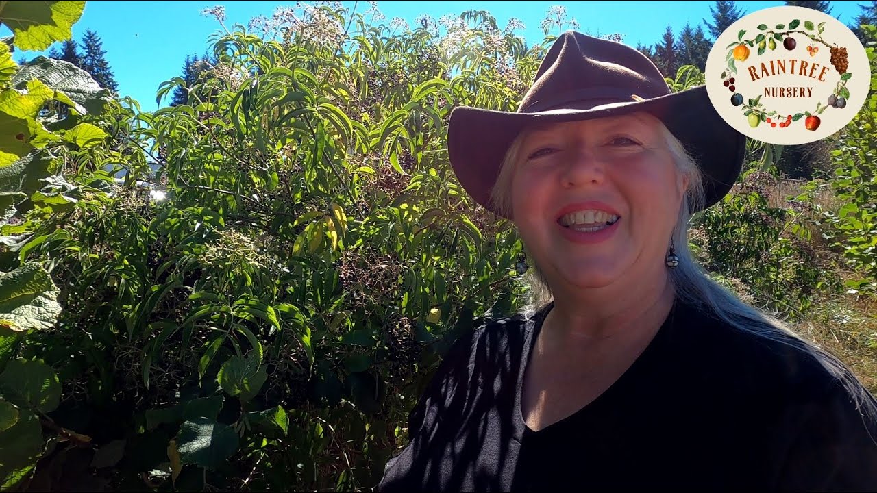 Raintree Nursery's Elderberry Growing Guide