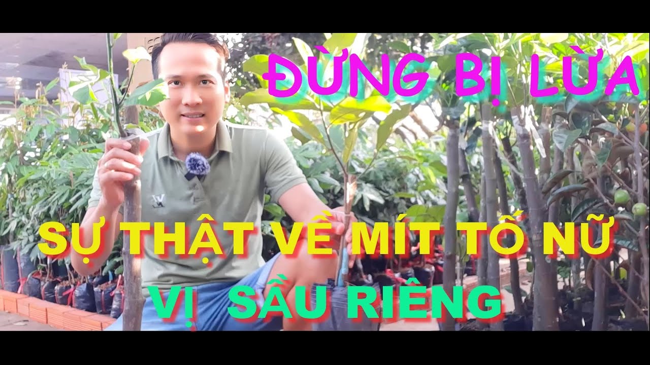 SỰ THẬT  về giống MÍT TỐ NỮ VỊ SẦU RIÊNG...Nhiều người đã BỊ LỪA ..