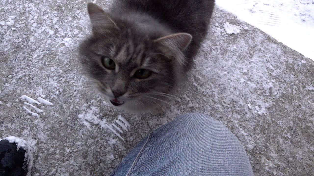 Mother cat asks for food for kittens