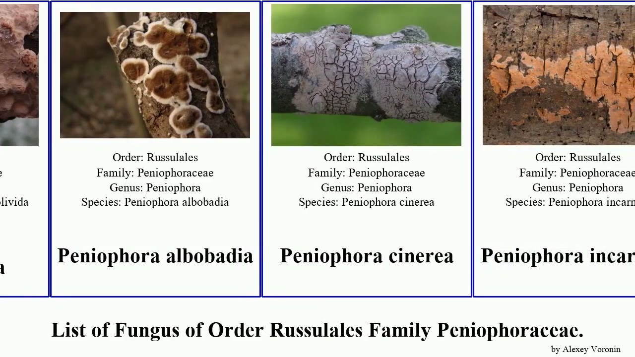 Fungus of Order Russulales Family Peniophoraceae cinerea pini rufa incarnata aurantiaca polygonia