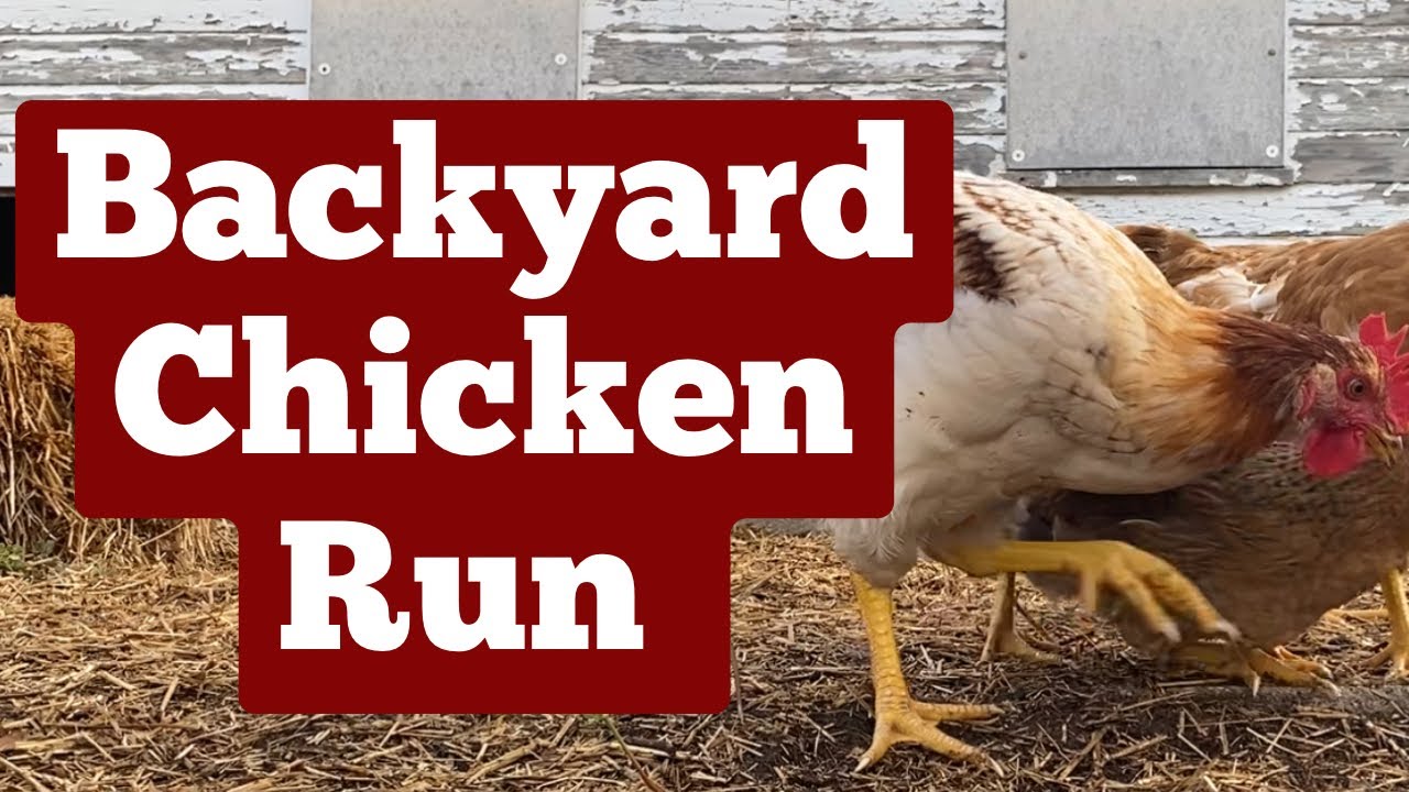 Backyard Chicken Run | Farm ASMR Chicken Clucking Scratching Sounds