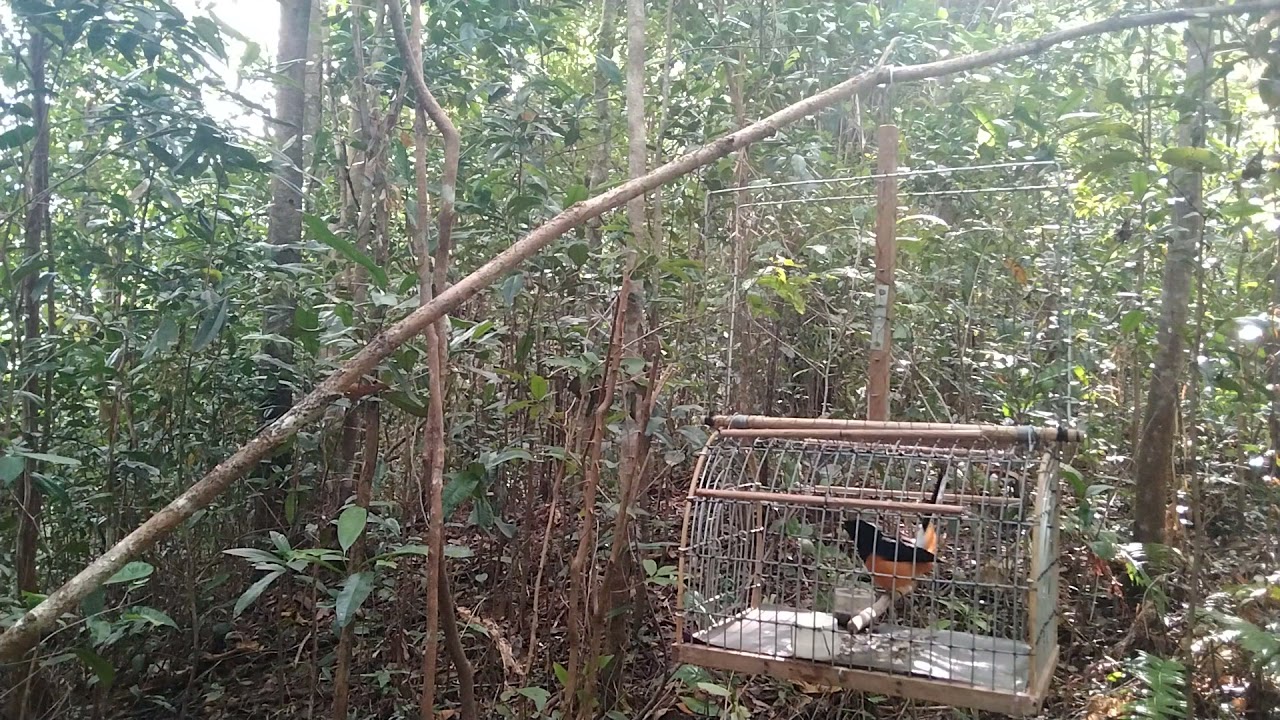 pikat murai batu pull isian suara perkutut bikin geram menunggu kena jebakan #mikatmuraibatuberneo