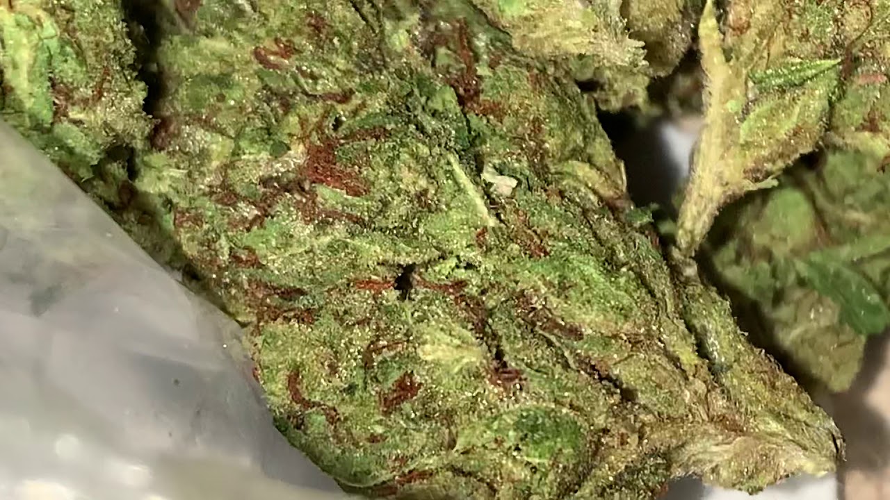 Los Angeles Kush⛽️💨