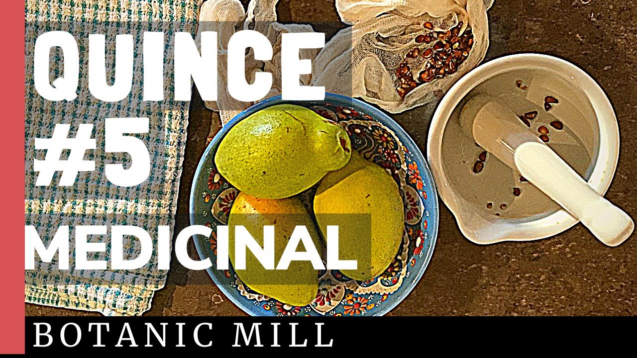 QUINCE #5 MEDICINAL QUINCE