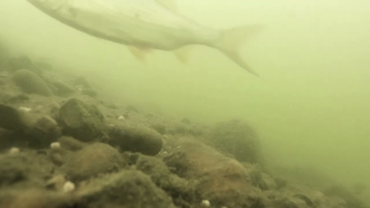 underwater footage from Broome pits