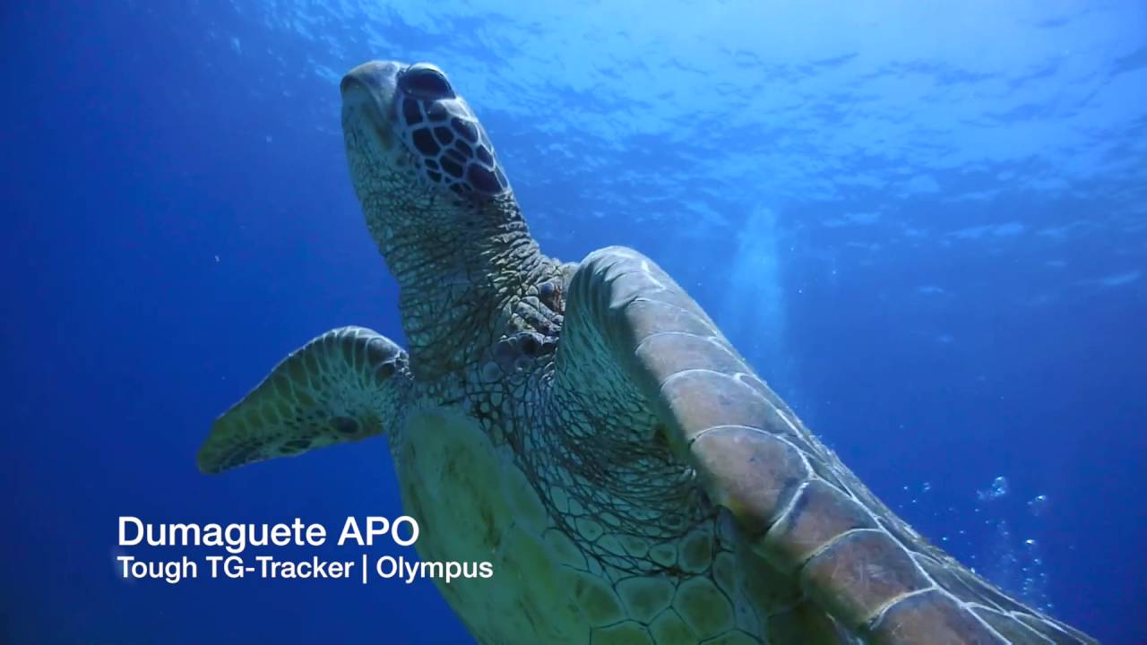 Tough TG-Tracker | Olympus Test Underwater video