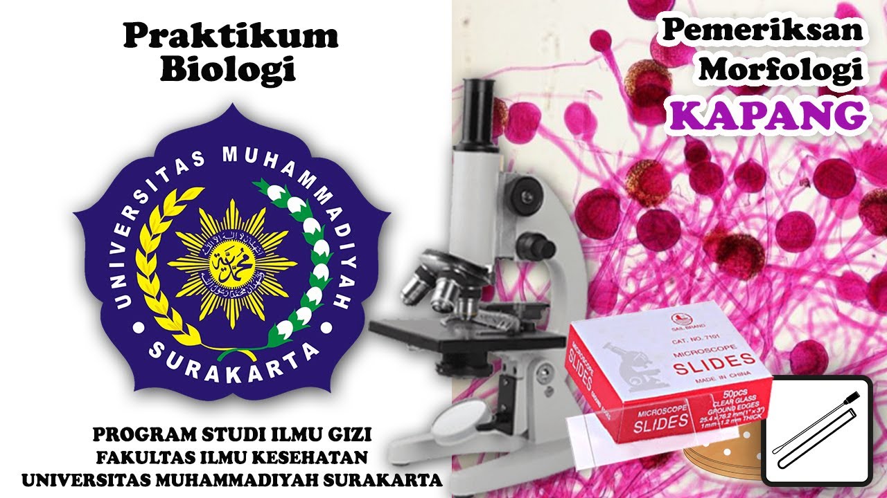 Pemeriksaan Morfologi Kapang - Praktikum Biologi | Ilmu Gizi UMS