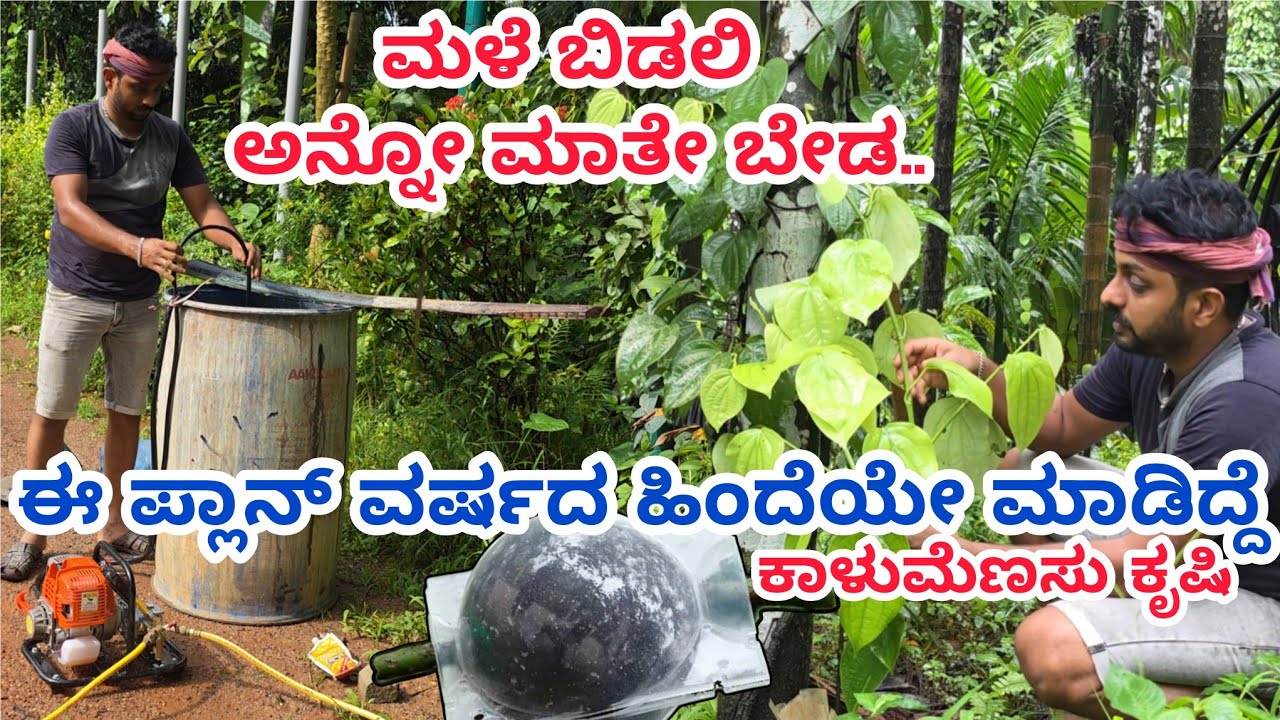 Topshoot ಕಸಿ | ಮಳೆಗಾಲದ ಕೃಷಿ ಕೆಲಸ | Agriculture  Video | Black Pepper Grafting | Farming |