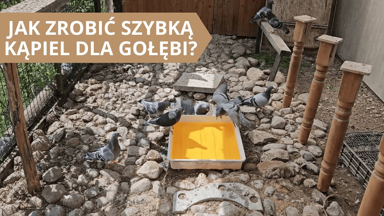 Szybka kąpiel dla gołębi pocztowych