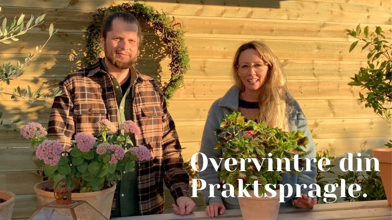 Overvintre Praktspragle/Telemarksjente/Coleus
