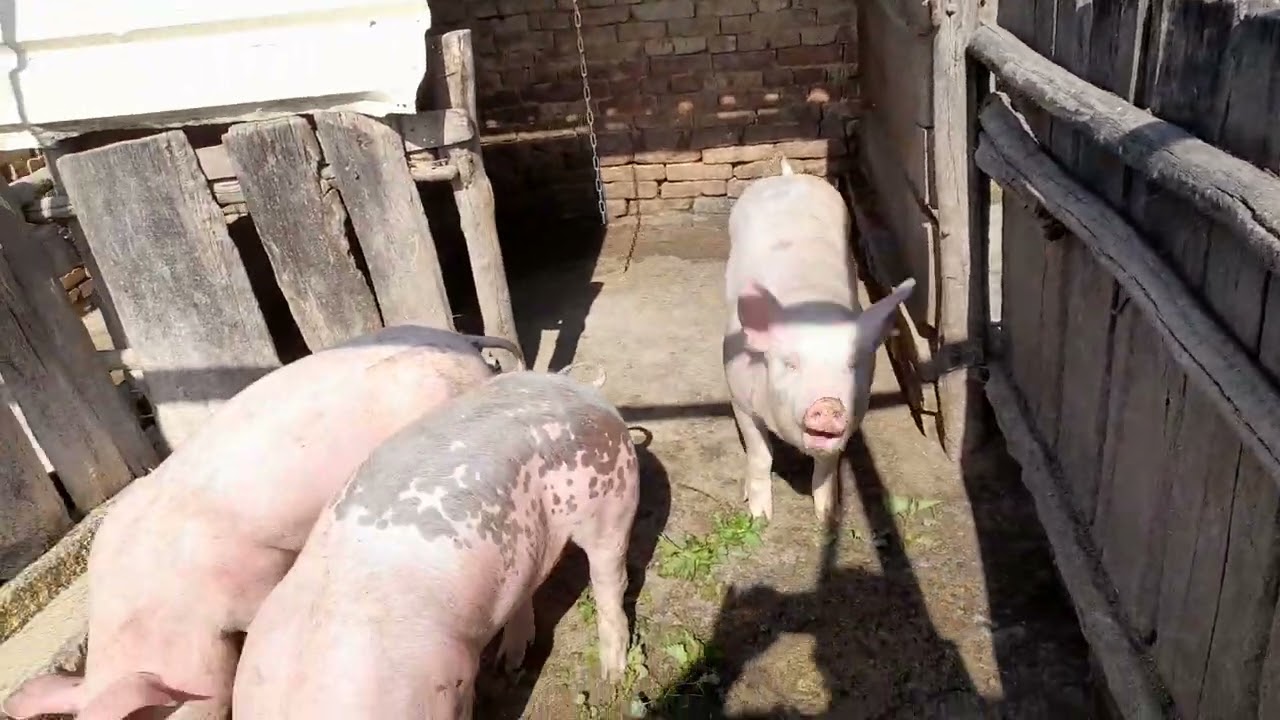 Elöre is kellemes husvéti ünnepeket kivánok mindenkinek🥰🥰