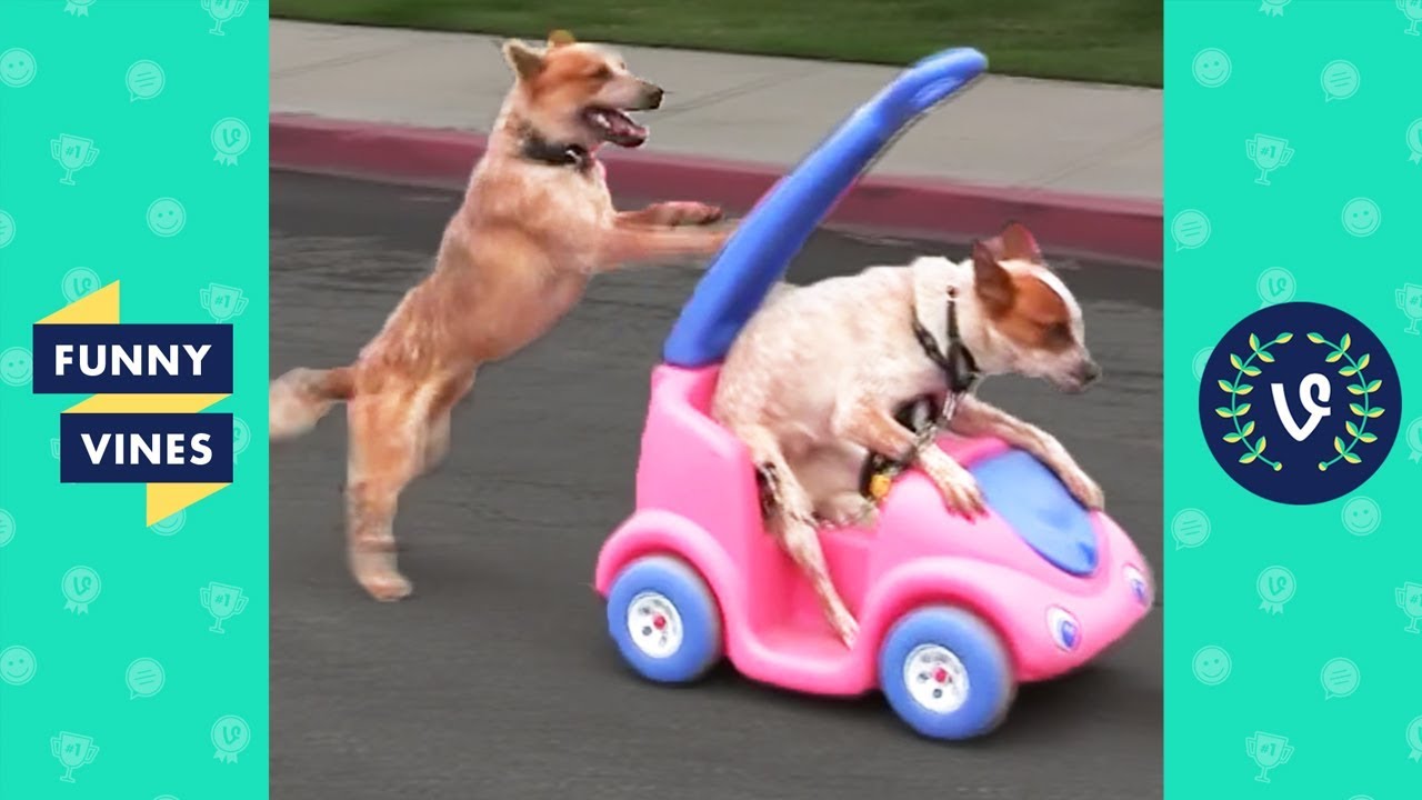 TRY NOT TO LAUGH - Cute FUNNY ANIMALS | Funny Videos March 2019