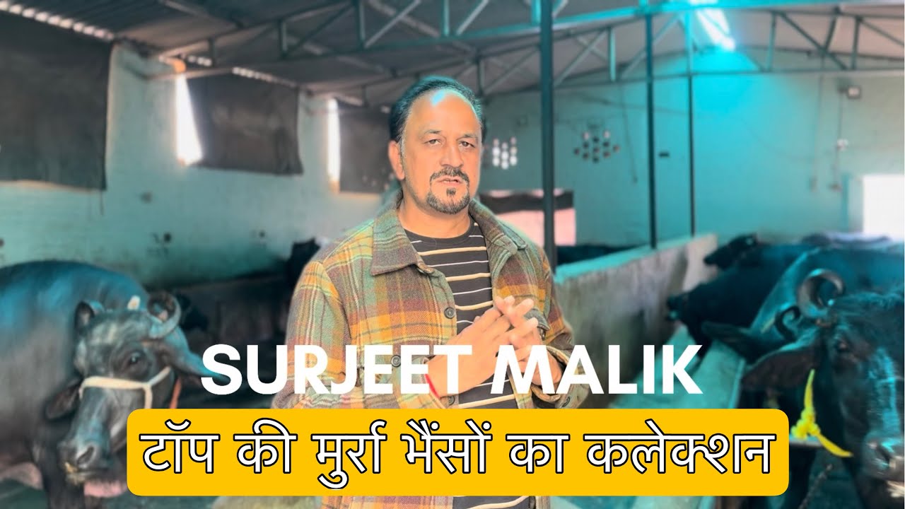 टॉप की मुर्रा भैंसों का कलेक्शन | Surjeet Malik Dairy Farm ☎️- 9813542477