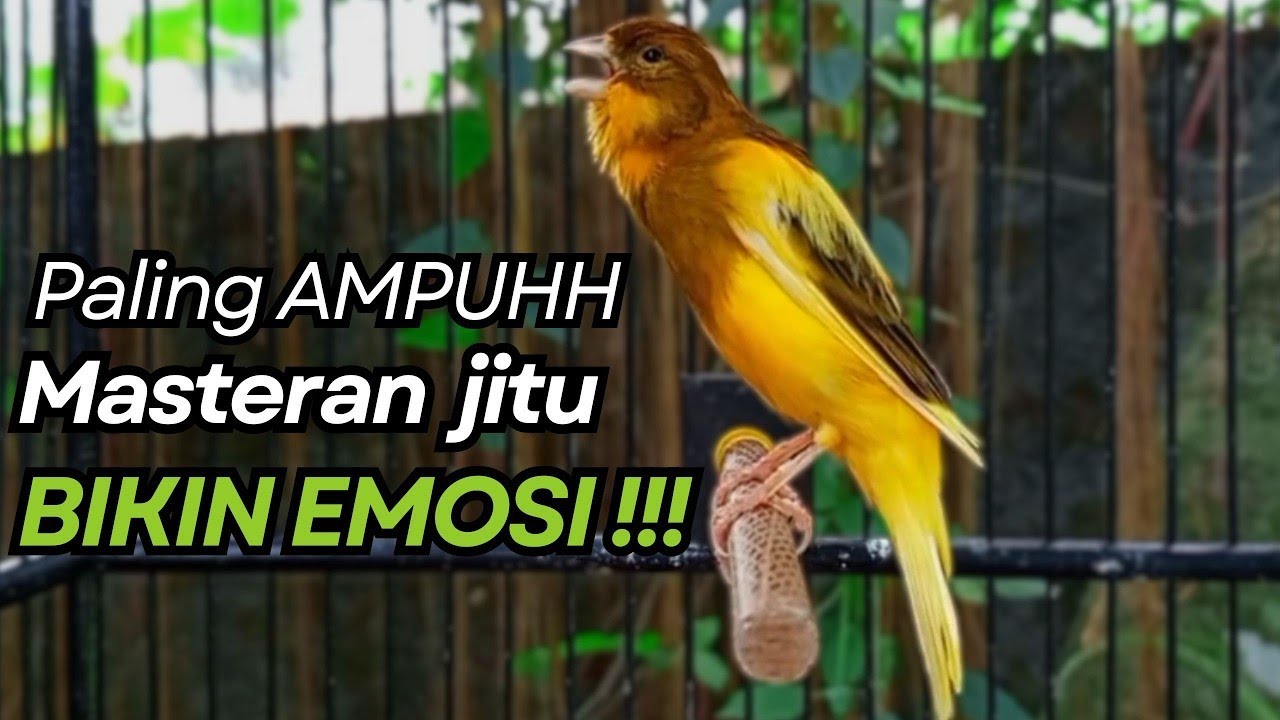KENARI GACOR Cuit CUIT BIRAHI UNTUK PANCINGAN & MASTERAN Kenari PAUD AGAR BUNYI