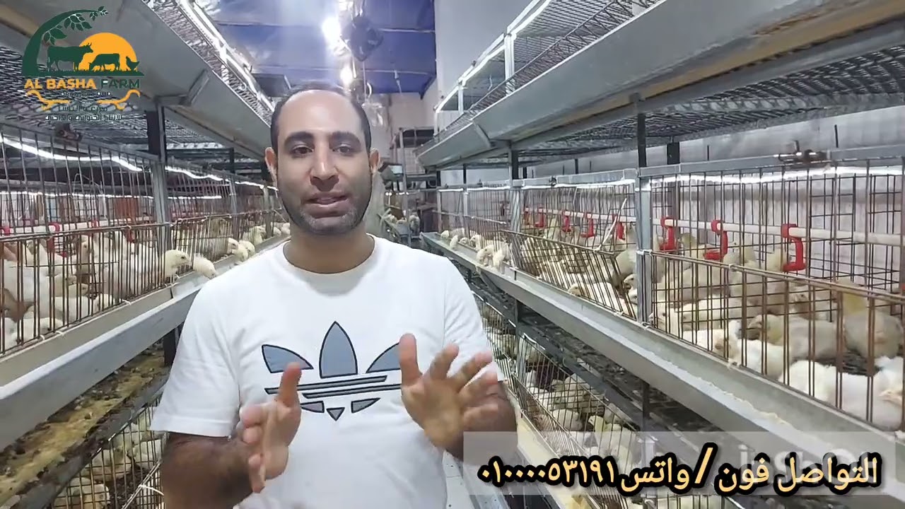 علاج الكوكسيديا و الكلوستريديا في اليوم التاسع من نزول الكتكوت #foryou #trending #anime #chicken