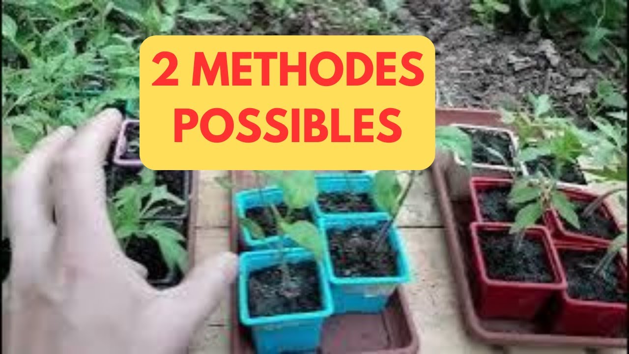 TAILLER ses TOMATES et les GOURMANDS: 2 méthodes