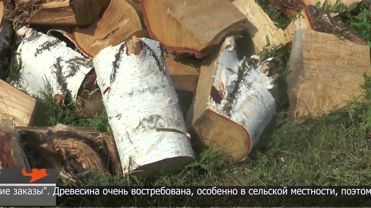 Заготовкой древесины занимаются в Жамбылском районе