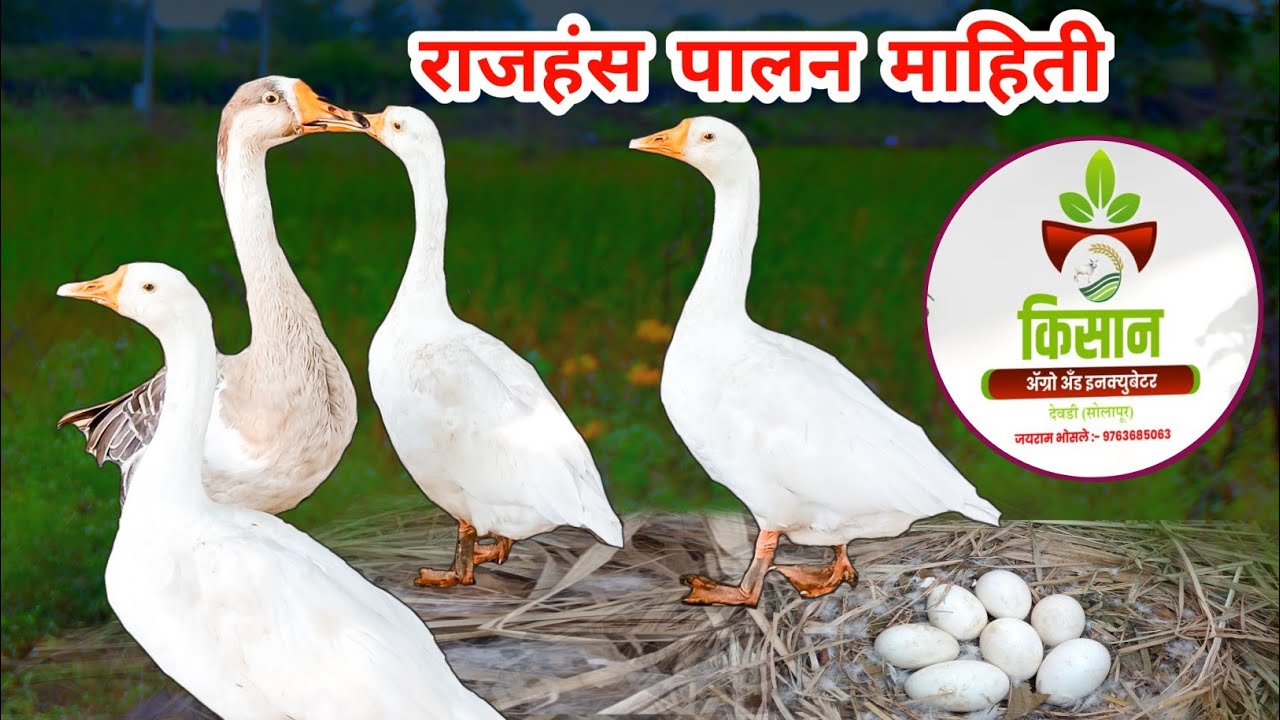 #information about swans | #राजहंस पालन माहिती | rajhans ke bare me jankari | duck farming