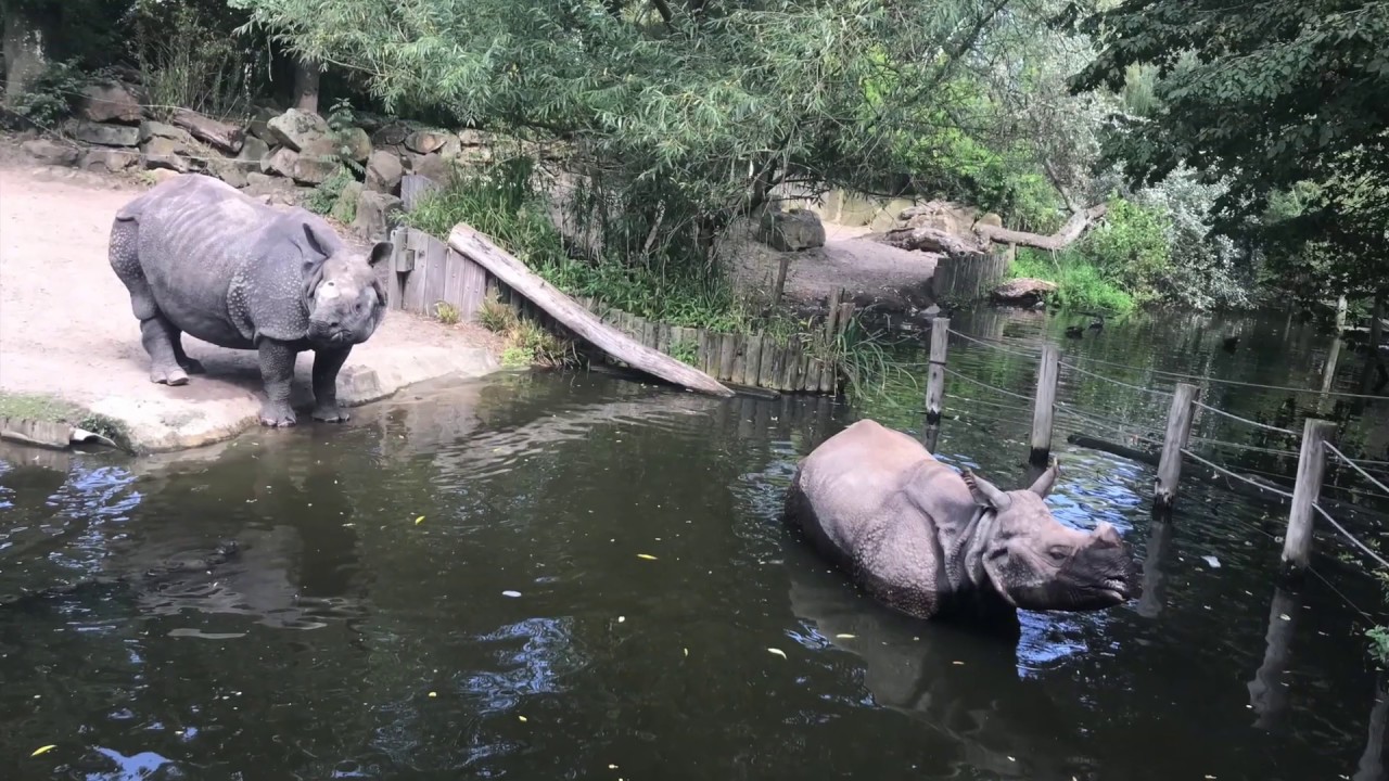 A visit to Diergaarde Blijdorp | Rotterdam #zoo  #travel #netherlands #travelandetcetra