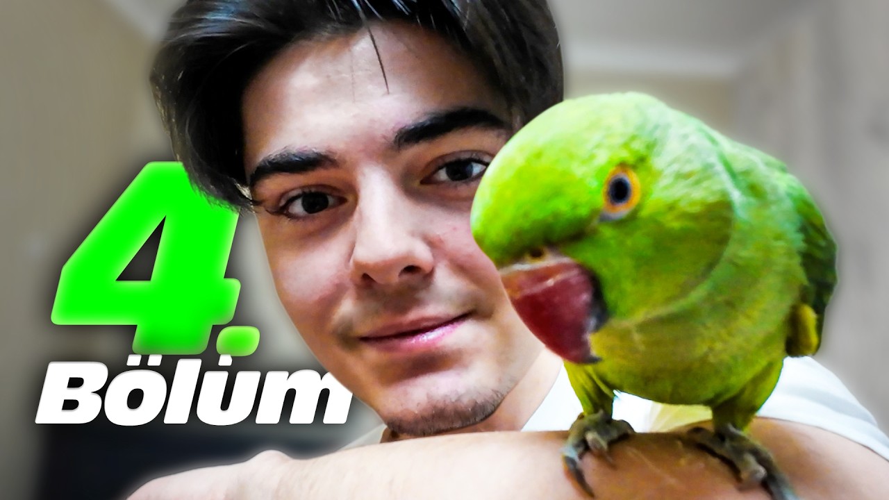 EVCİLLEŞTİ - Vahşi Papağan Eğitiyoruz B&ouml;l&uuml;m 4 (FİNAL)