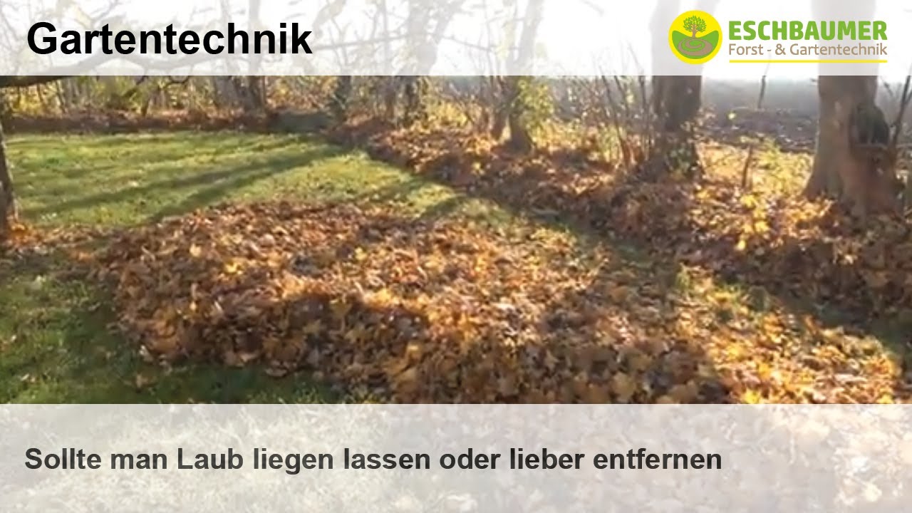 Sollte man Laub liegen lassen oder lieber entfernen