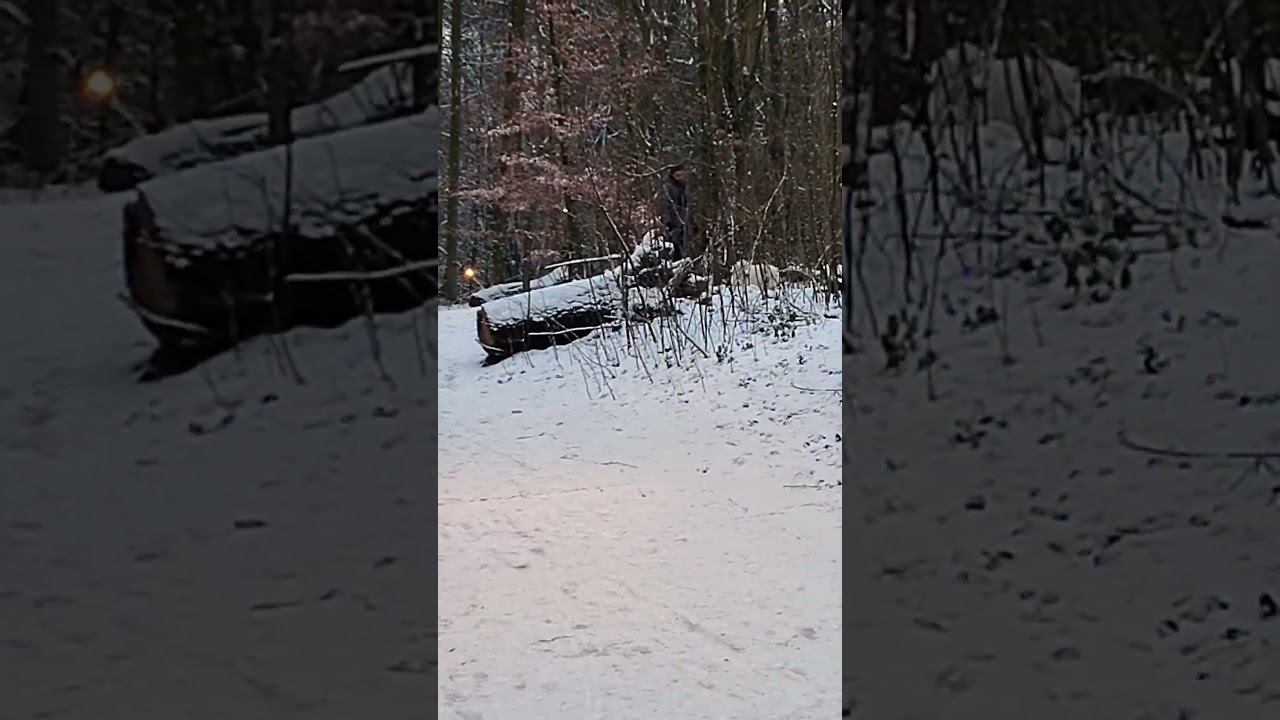 05.01.2026 Брюссель: белая собака