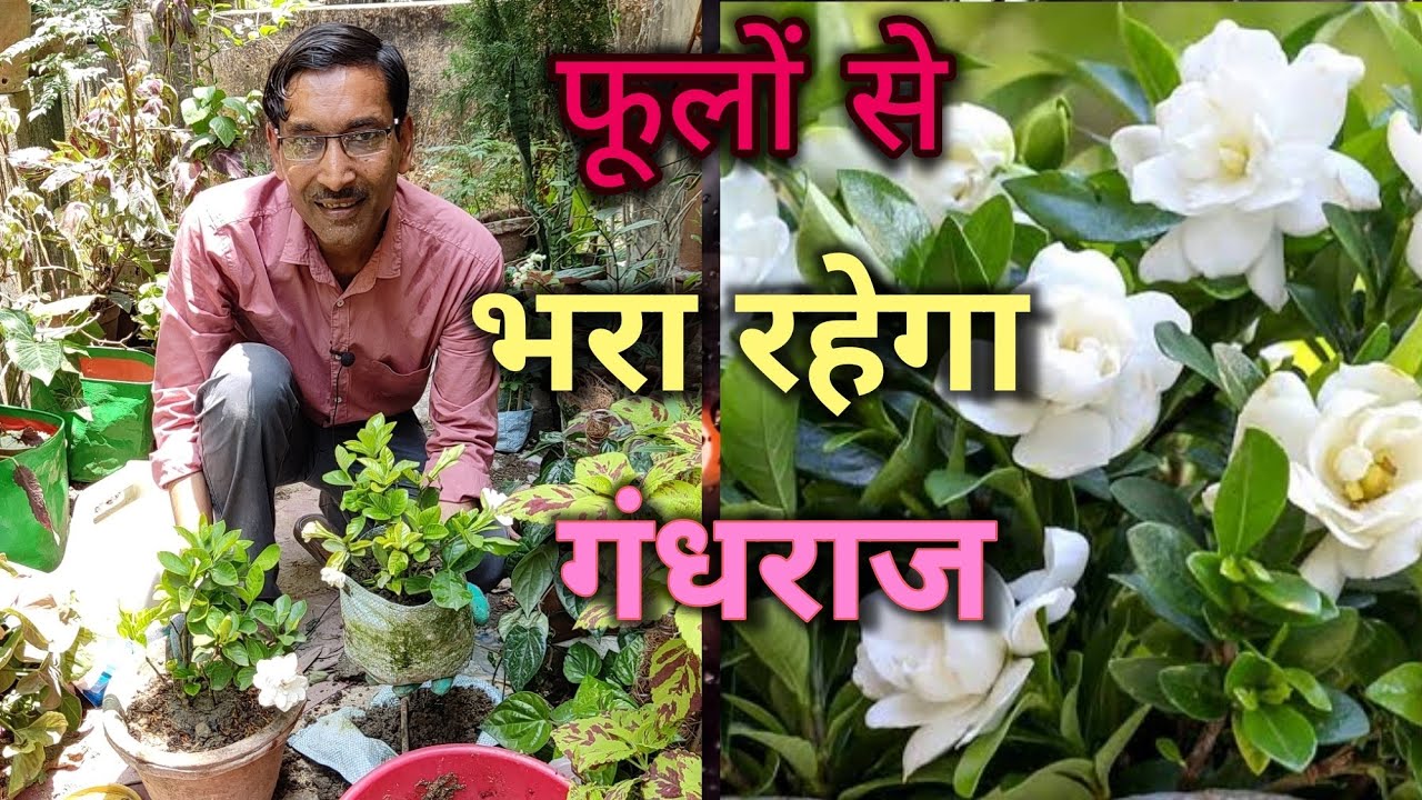 अब भरपूर गंधराज खिलेंगे आपके गमले में, बस इतना सा तरीका जान लीजिए // Immense Flowering in Gardenia