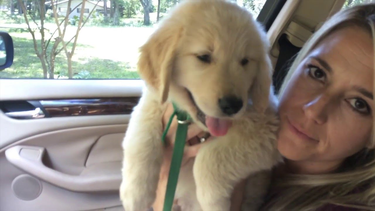 Surprised Kids with Golden Retriever Puppy Chief's Home