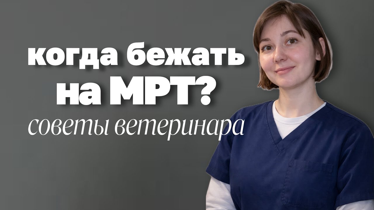 Зачем делать МРТ кошке или собаке? Разбираемся с ветеринарным врачом