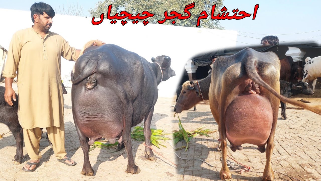احتشام گجر چیچیاں 9 بھینسیں 1 بکری برائے فروخت 26 دسمبر 2025 karnana channel