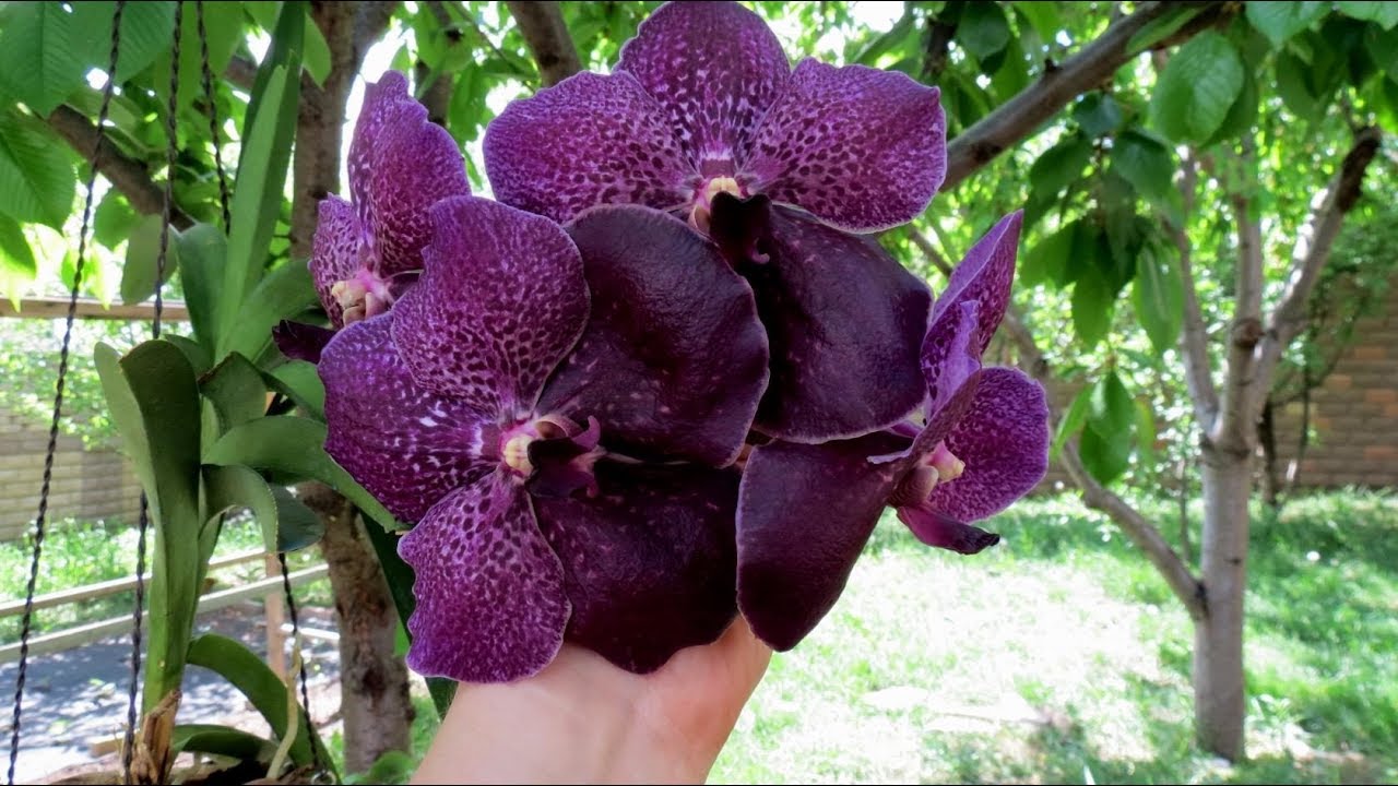 Vanda Robert Delight 'Blue Black'